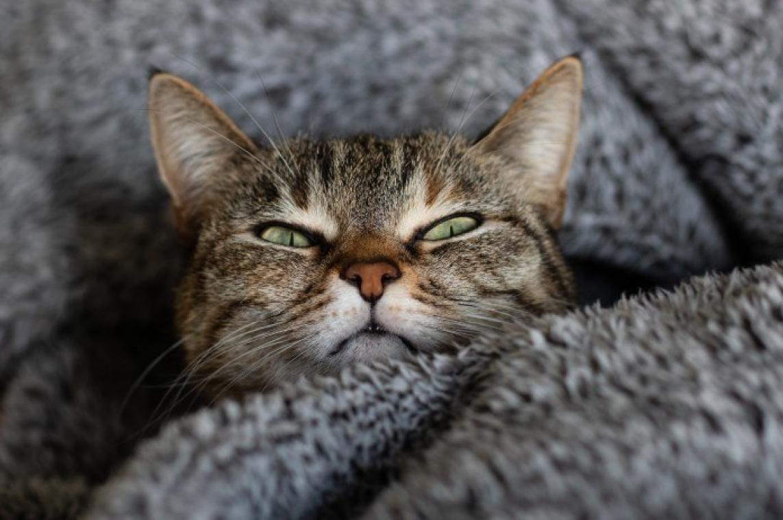 ONDERZOEK. Katten kunnen coronavirus aan elkaar doorgeven