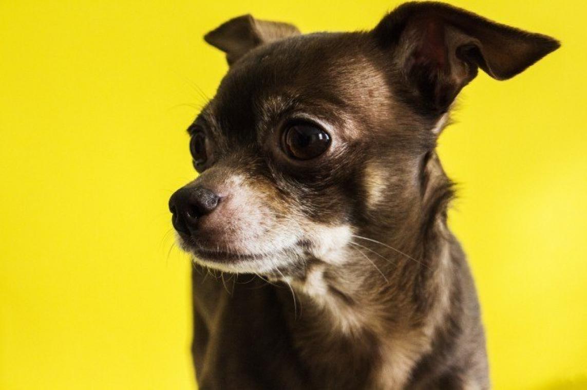 "Kleine honden hebben vaak last van knallende koppijn"