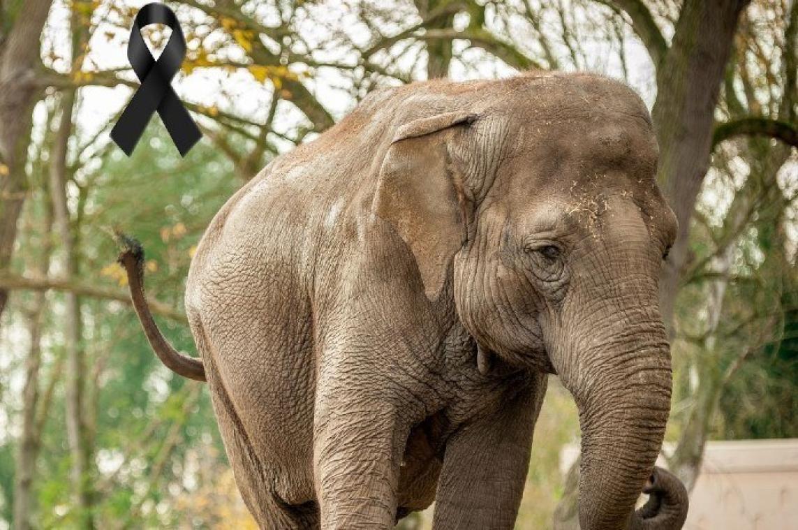 Planckendael rouwt om olifant Dumbo