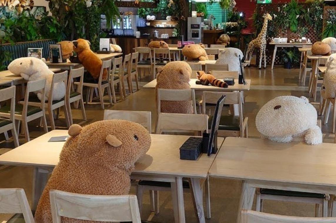 IN BEELD. Japanse dierentuin zet pluchen capibara's in voor social distancing