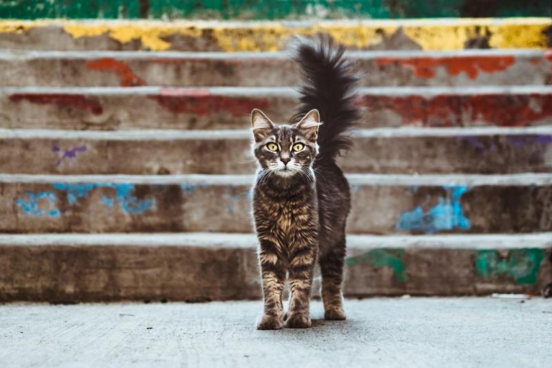BIZAR. Ook katten doen aan social distancing (foto's)