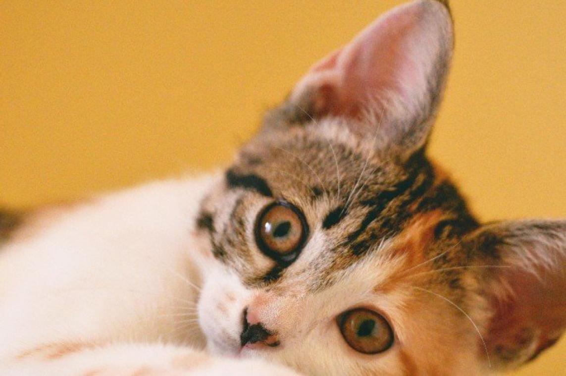 BIZAR. Dierenasiel had niet door dat DIT een kat was (foto's)