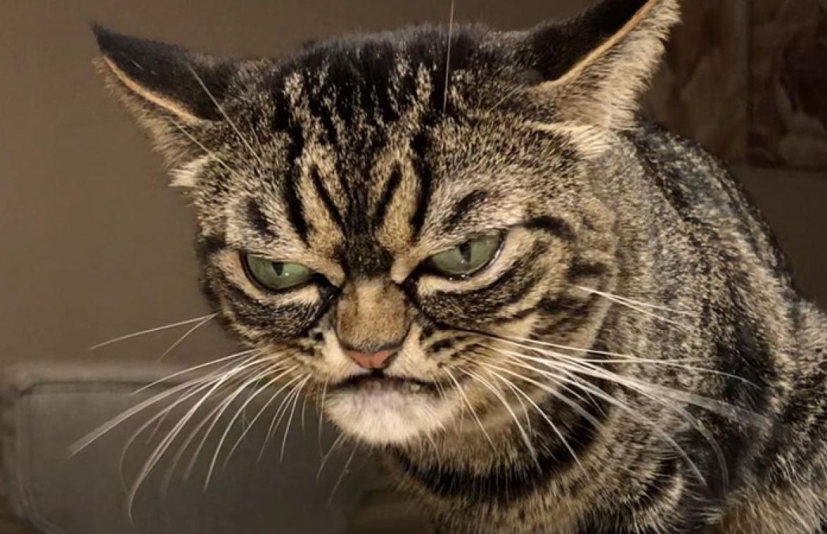 Kat heeft zo'n boze blik dat zelfs Grumpy Cat erbij verbleekt (foto's)