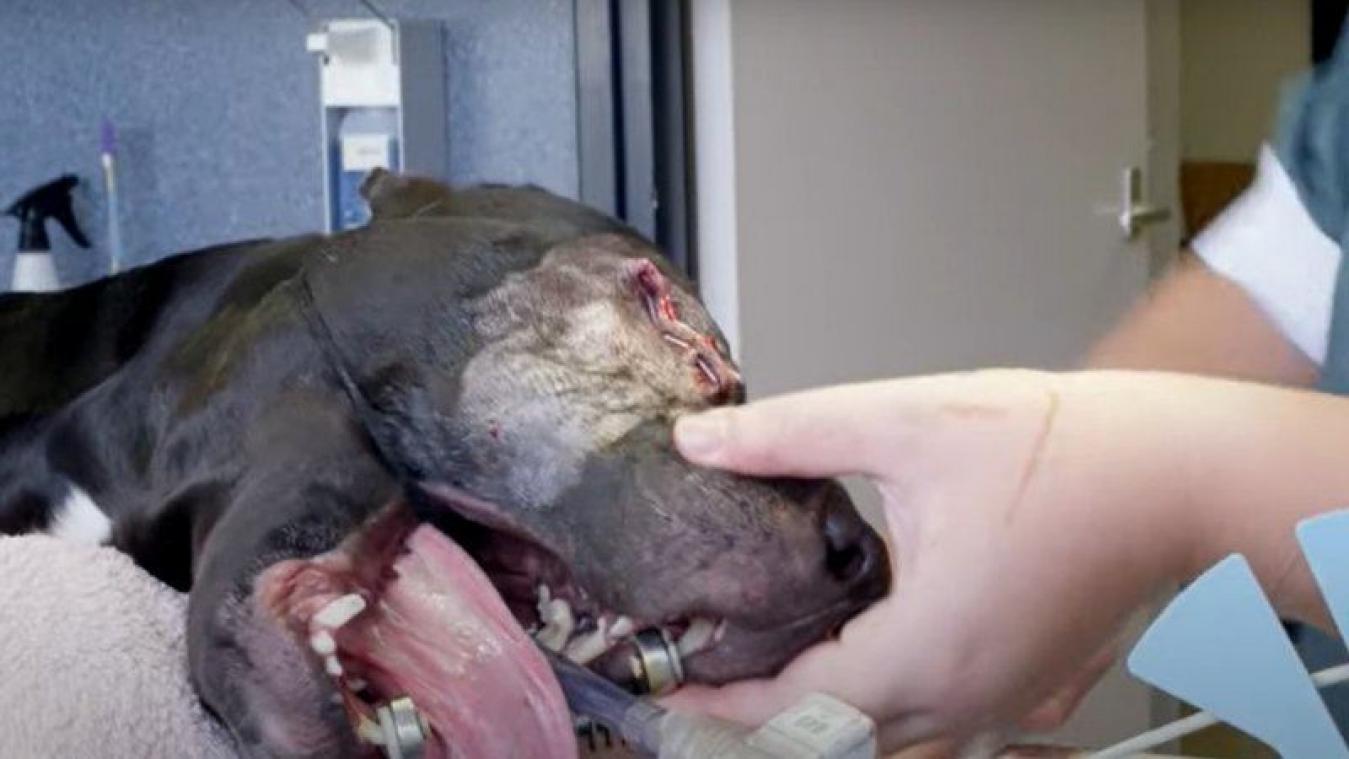 Politie tasert en schopt hond, intern onderzoek gestart (video)