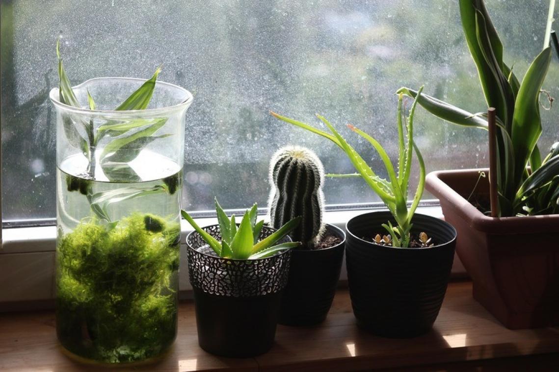 LIFEHACK. Met deze planten slaap je als een roosje