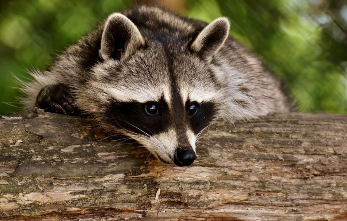 BIZAR. Familie leeft samen met 81 exotische dieren