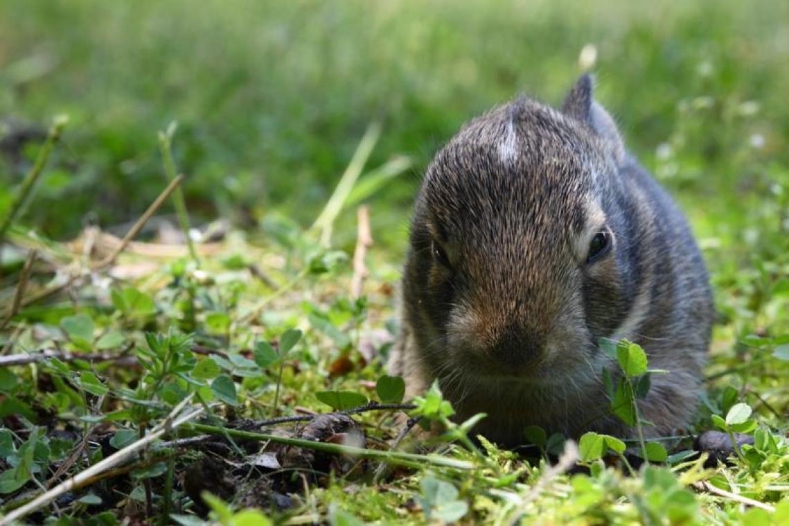 BIZAR. Konijntje zonder oren lijkt op een welpje