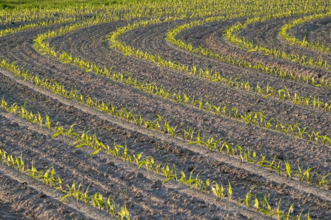 "Vlaanderen is zo droog als Zuid-Spanje"