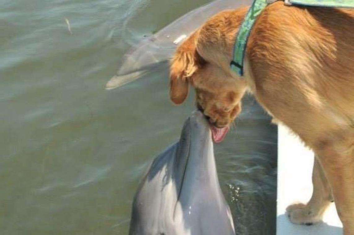 CUTE! Unieke vriendschap tussen hond en dolfijn gaat viraal (foto)