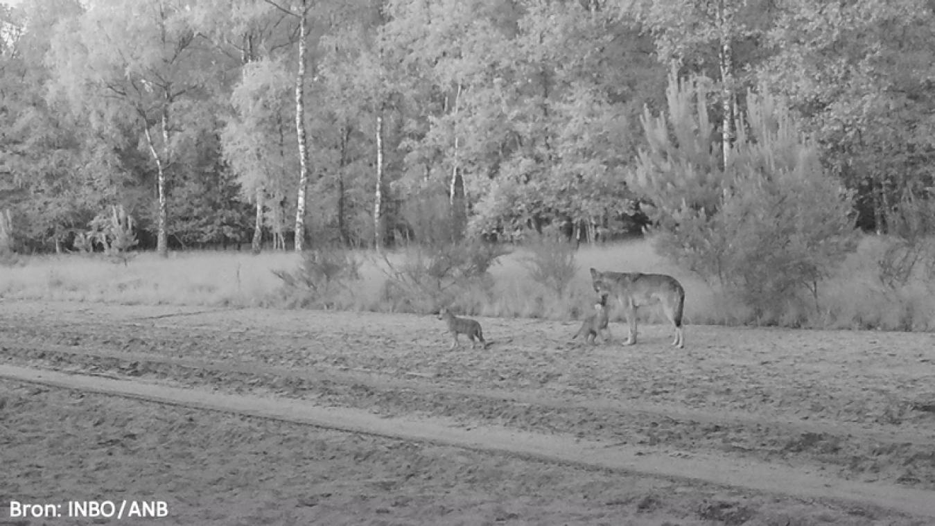 Bekijk de eerste beelden van de vier wolvenwelpjes in Limburg: "De Bosland Daltons"