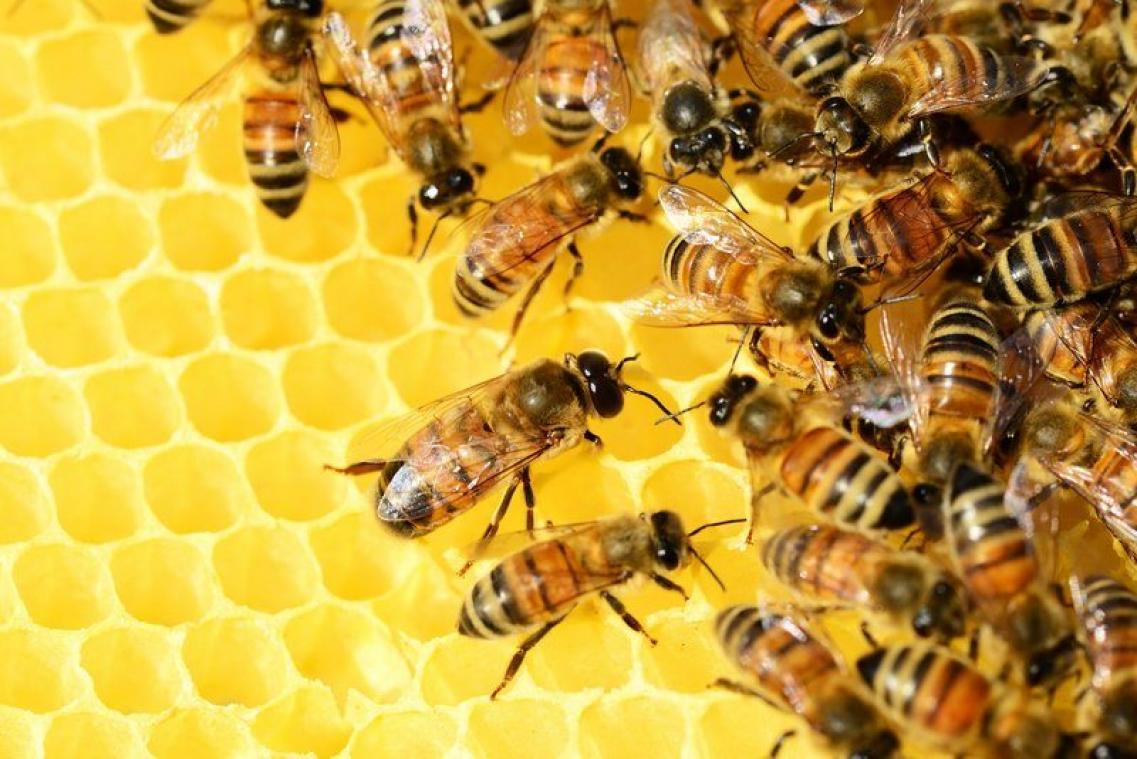 BIZAR. Bovenlip van vrouw zwelt na een bijensteek op tot de grootte van een worstje