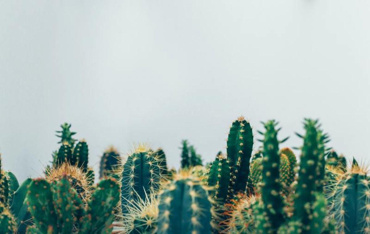 Zo overleven je planten een hittegolf