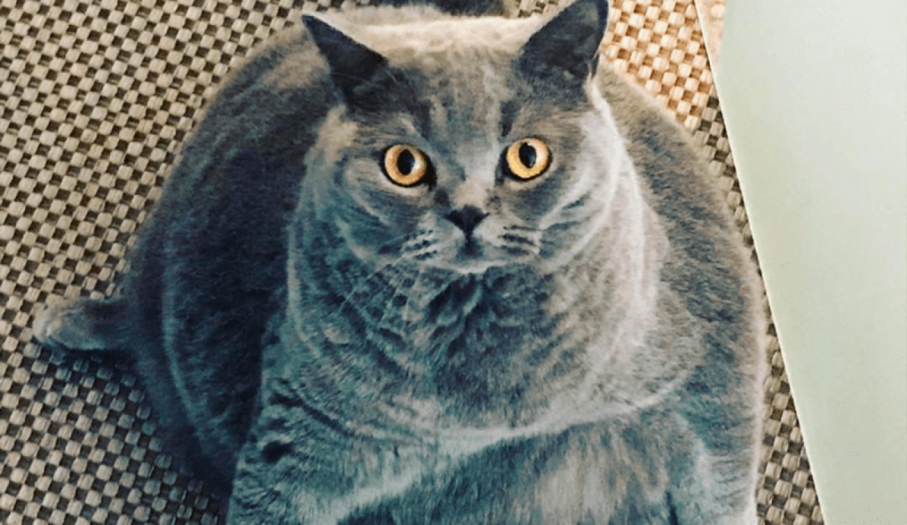 BIZAR. Kat is zo rond als een bal, maar is eigenlijk niet dik (foto's)