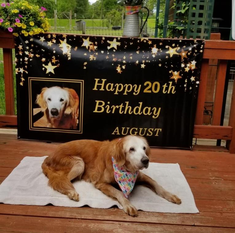 Oudste Golden Retriever ooit blaast 20 kaarsjes uit