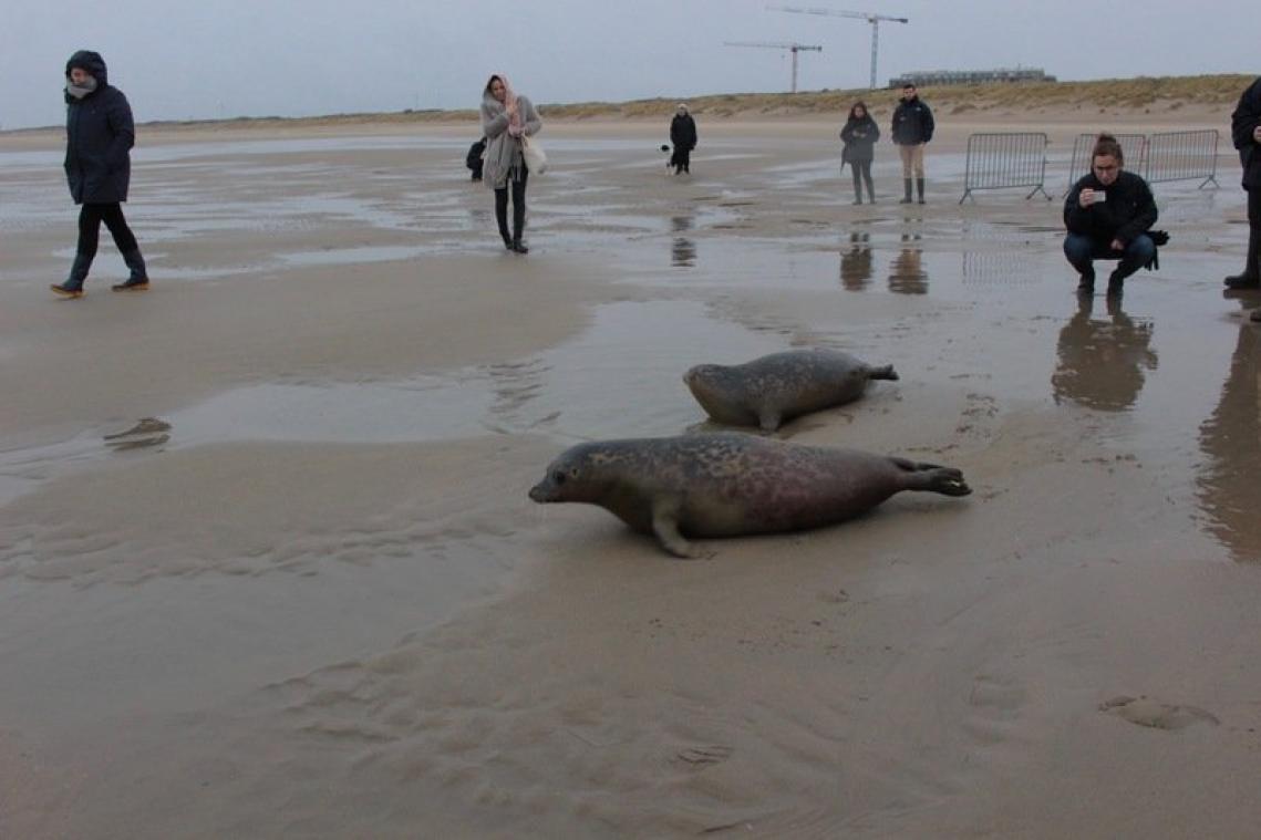 Meer zeehonden en 'vreemde gasten' in Belgische Noordzee