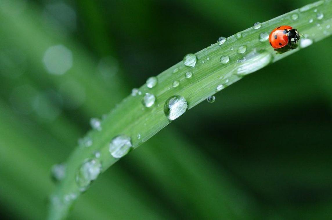 LIFEHACK. Zo hou je meer regenwater vast in je tuin