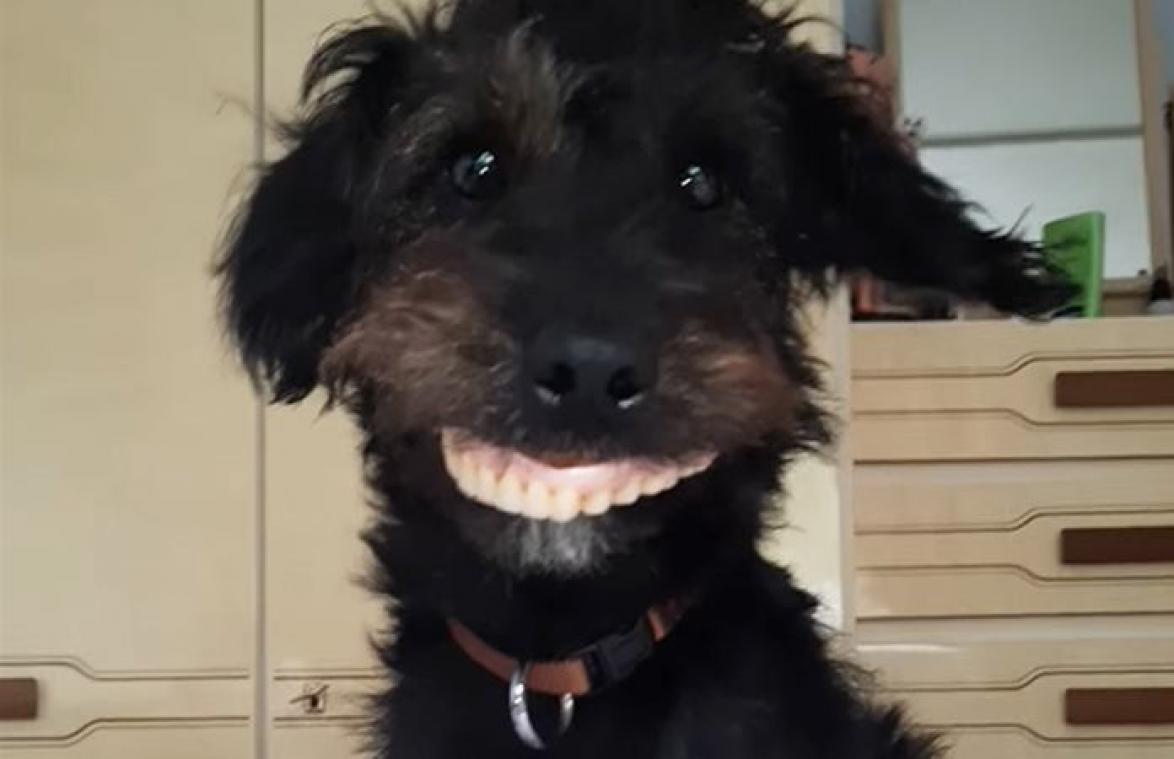 Hond vindt vals gebit van baasje en steekt het in zijn mond: "Grappigste wat ik ooit gezien heb" (video)