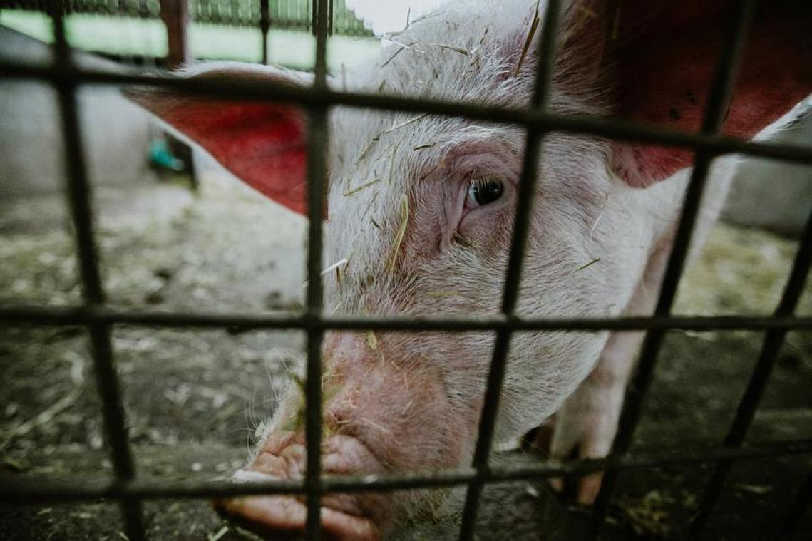 Nieuw varkensgriepvirus ontdekt in China dat "pandemie kan veroorzaken"