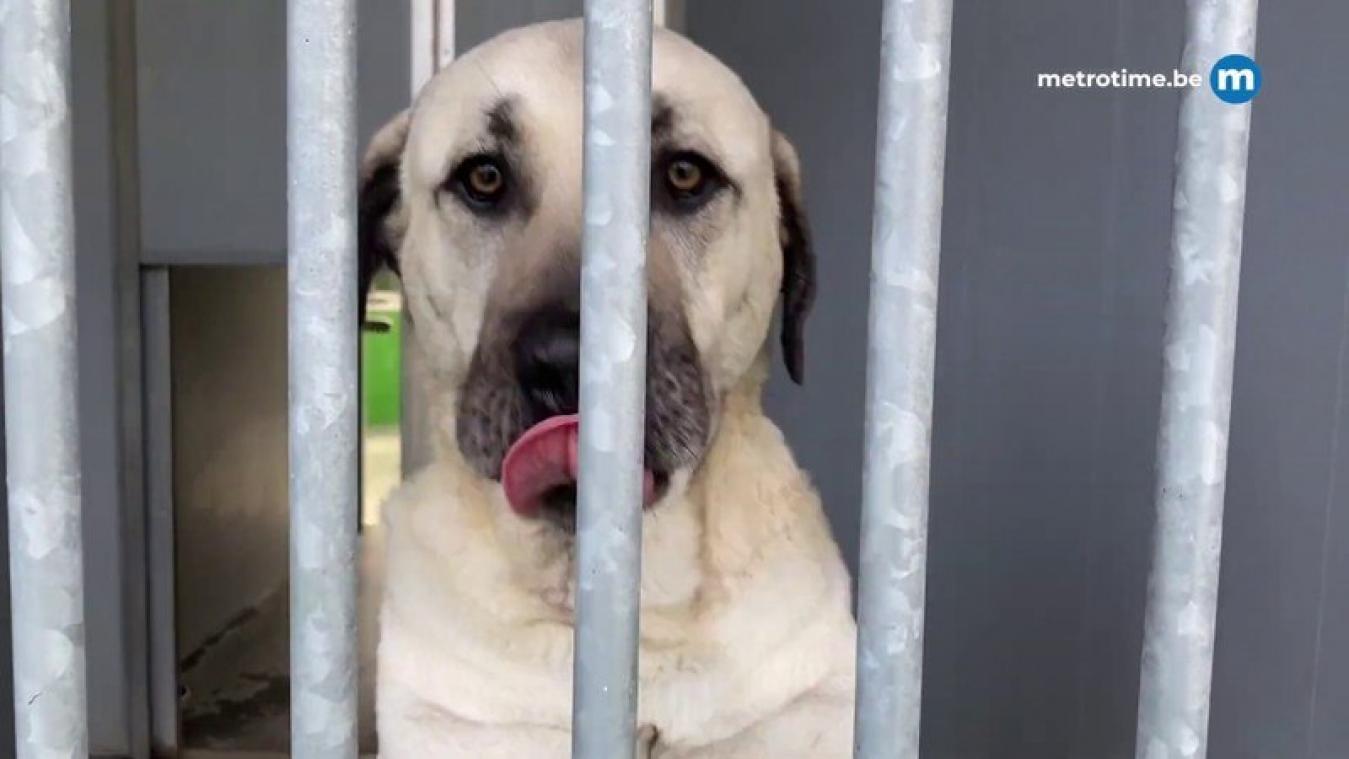 METRO VIDEO. Coronavirus treft ook onze dierenasielen