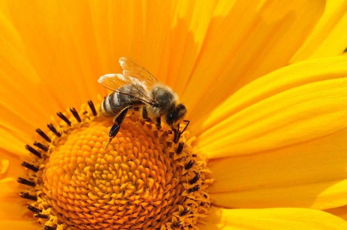 LIFEHACK. Dit is hoe je insecten kan vermijden