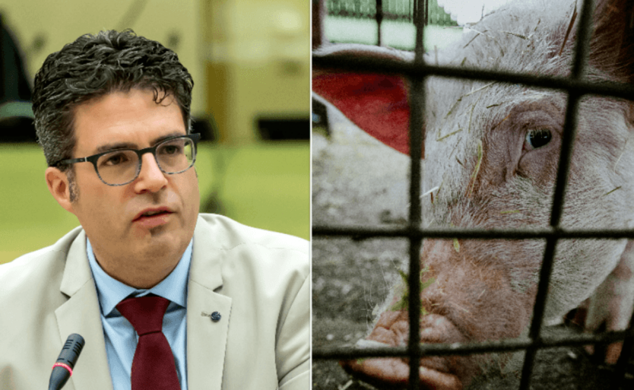 Steven Van Gucht over nieuw varkensgriepvirus: "Ernstige kandidaat voor een pandemie"