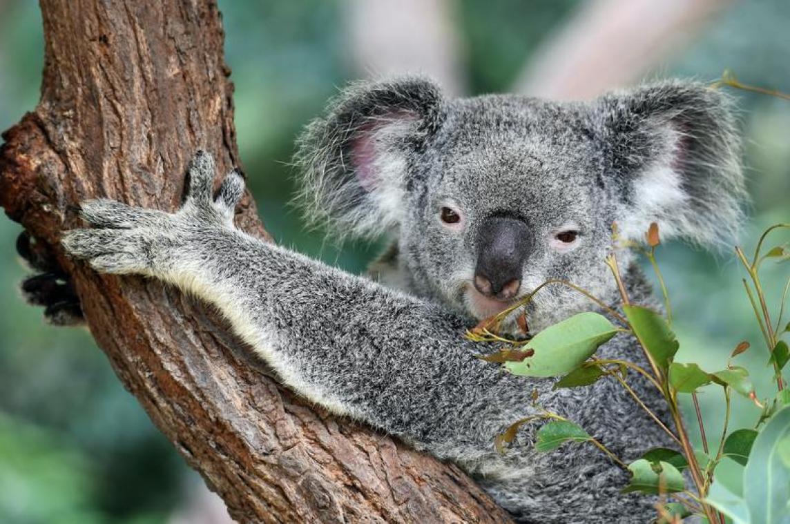 Koala's voor 2050 uitgestorven in deel Australië, zegt onderzoek