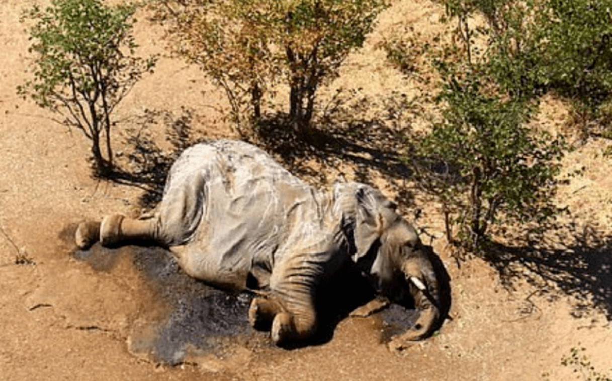 Olifanten sterven massaal een mysterieuze dood in Botswana