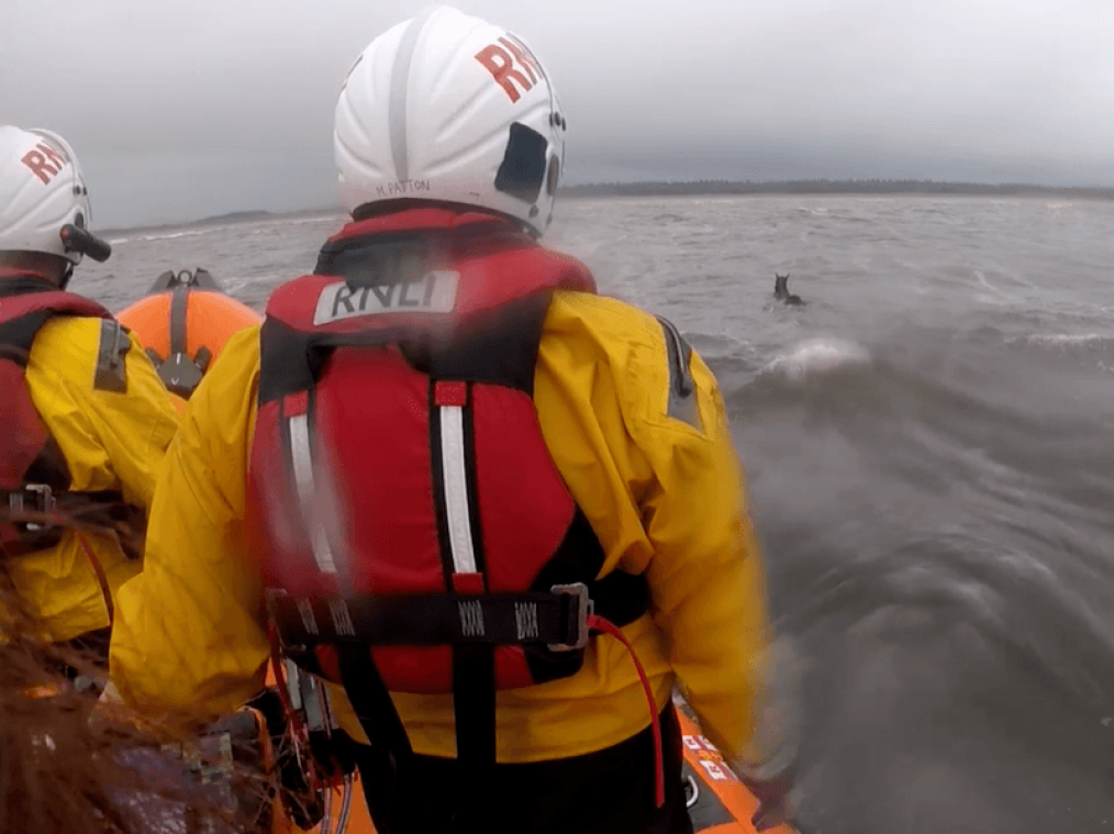 BIZAR. Zwemmend paard aangetroffen op 1,5 km van kust (video)