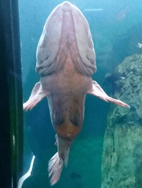BIZAR. Is dit een penis of een vis? (foto)