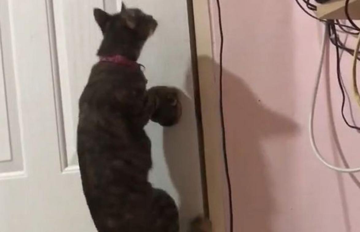 Hoezo, katten kunnen geen deuren openen? Blijkbaar wel... (video)
