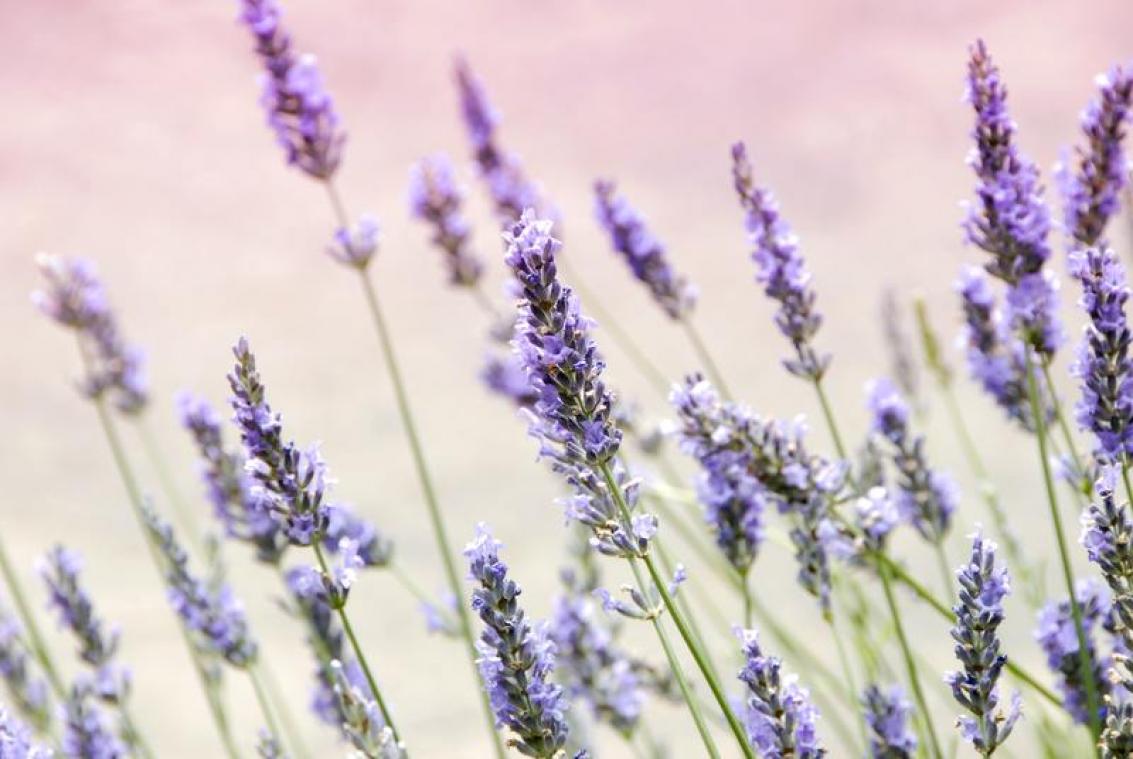 Wil je je huis sneller verkopen? Zet dan deze planten in je tuin