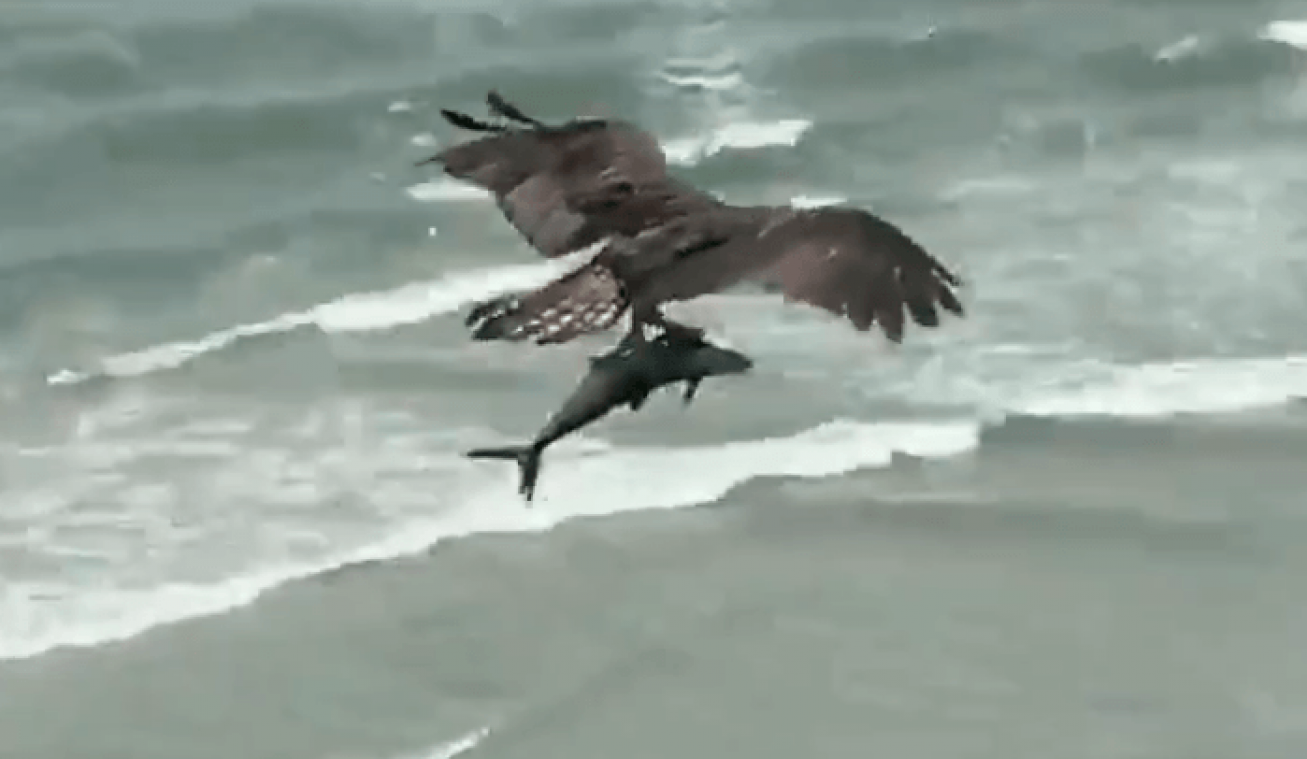 WOW! Roofvogel vliegt rond met enorme haaiachtige vis in klauwen (video)