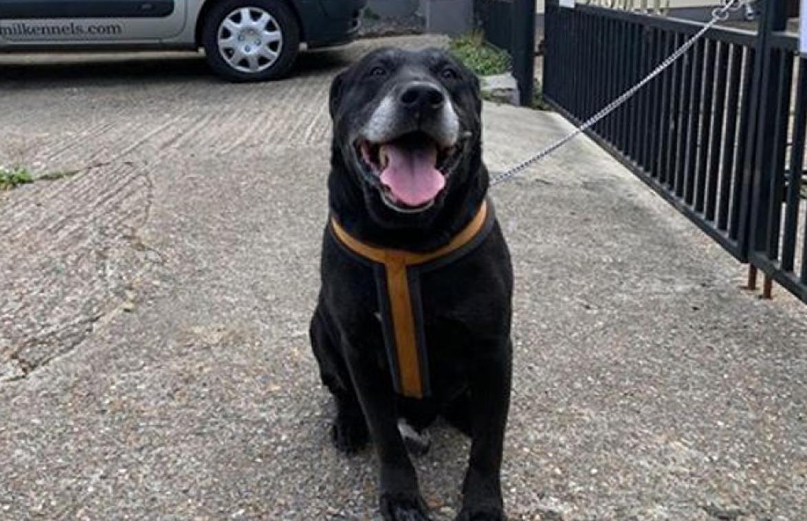Hond achtergelaten met hartbrekende boodschap van baasje (foto)