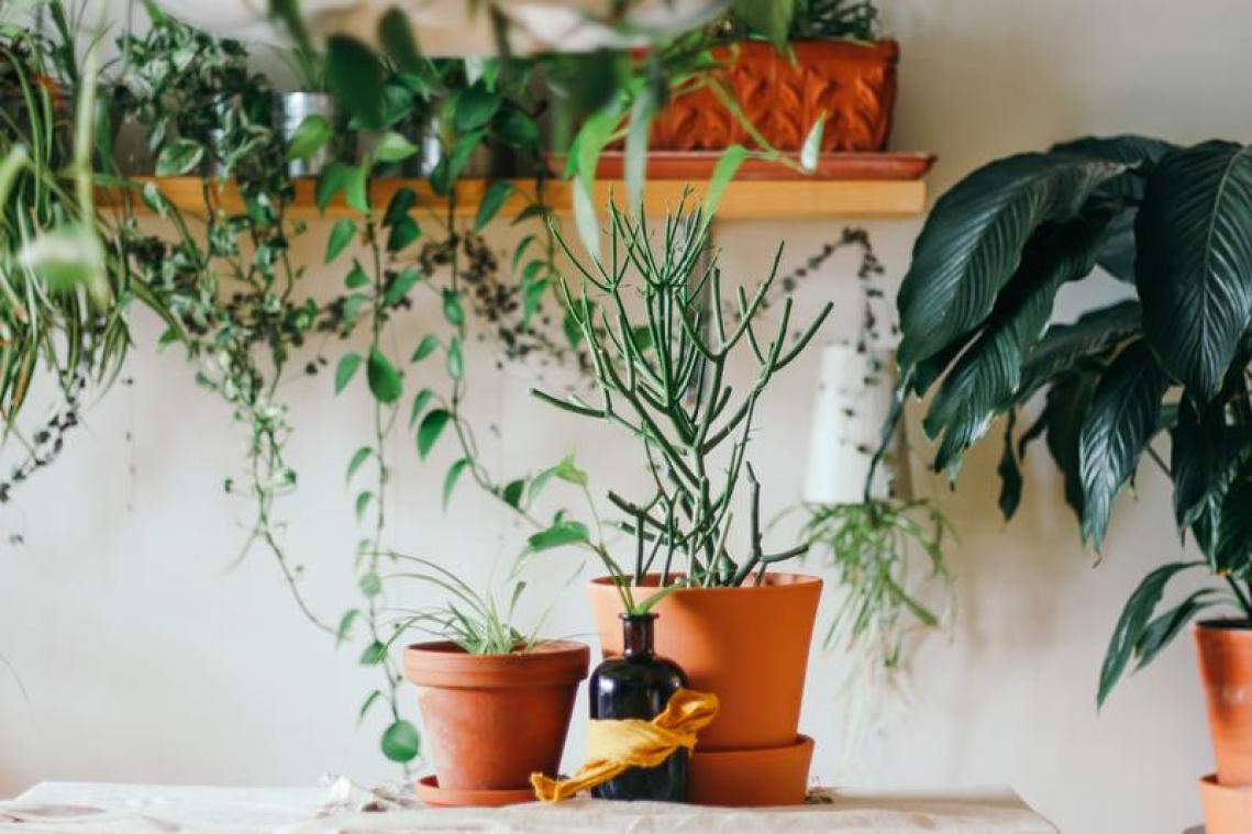 LIFEHACK. Met dit bizarre voorwerp kan je je planten redden van de verdrinkingsdood