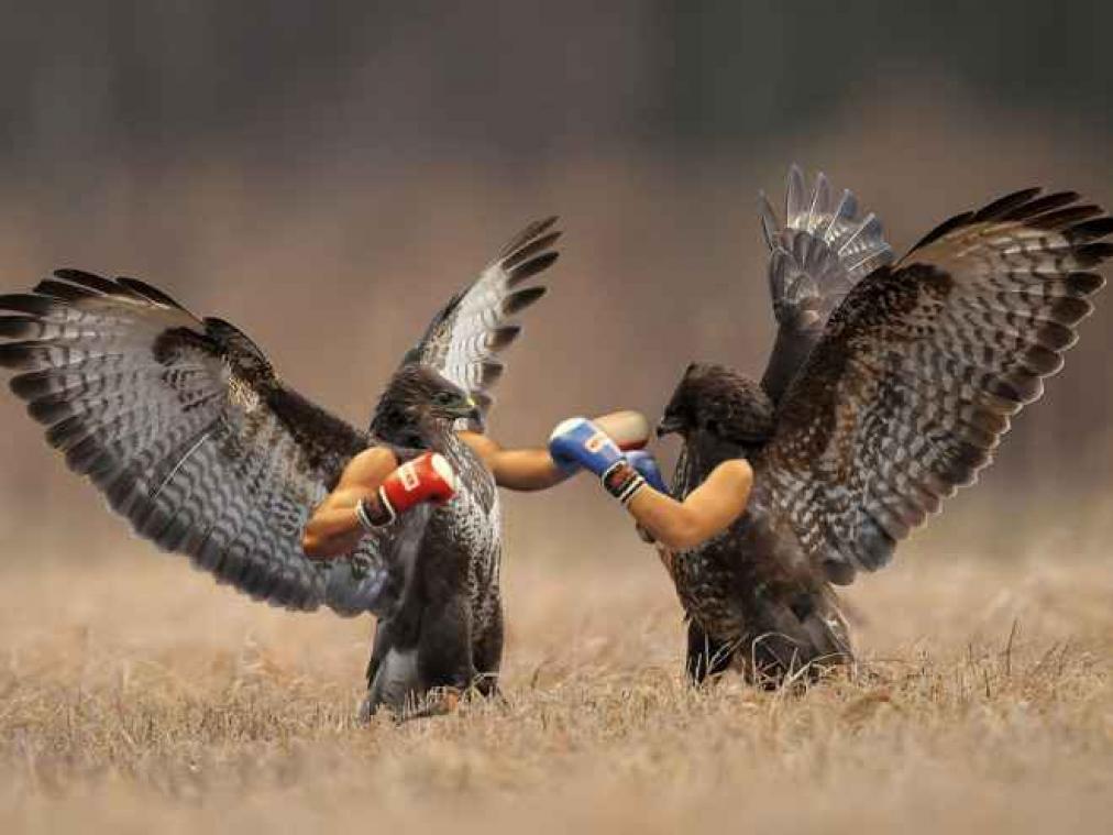 Wat als vogels armen zouden hebben?