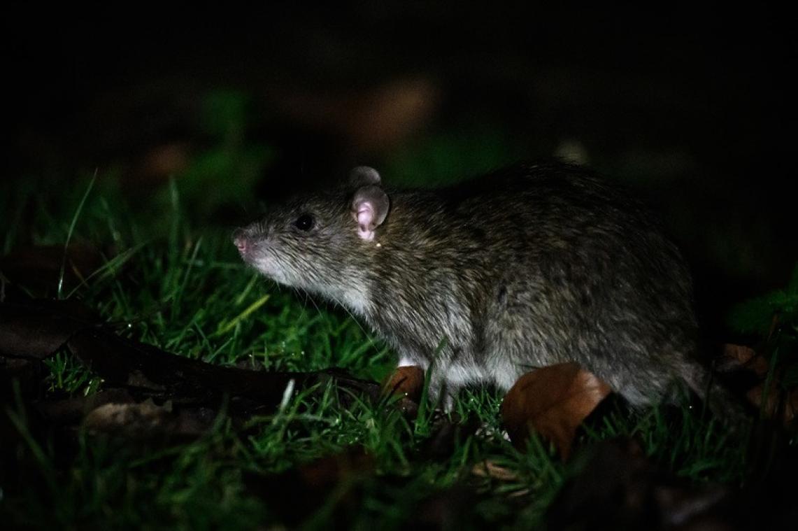 Ratten hebben net als ons last van groepsdruk