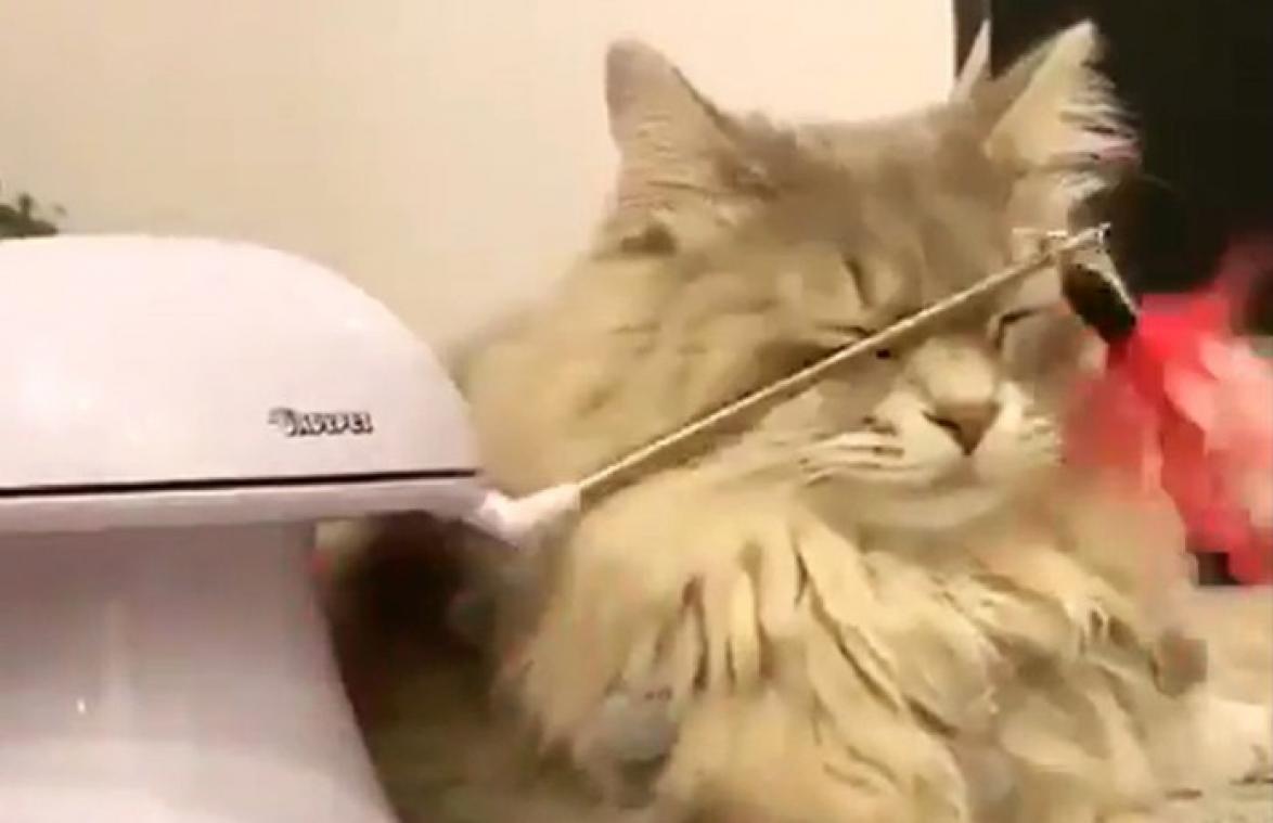 Man koopt duur speeltje voor kat, maar zij denkt er het hare van... (video)