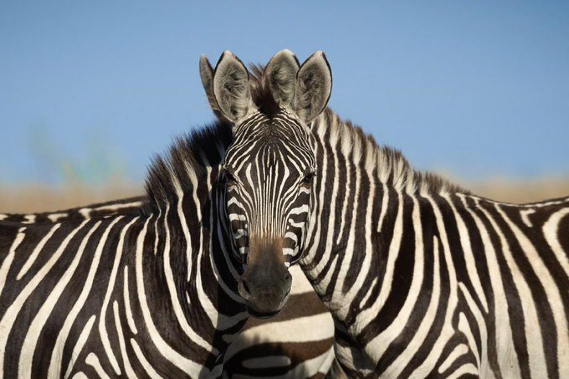 Welke zebra kijkt in de camera?