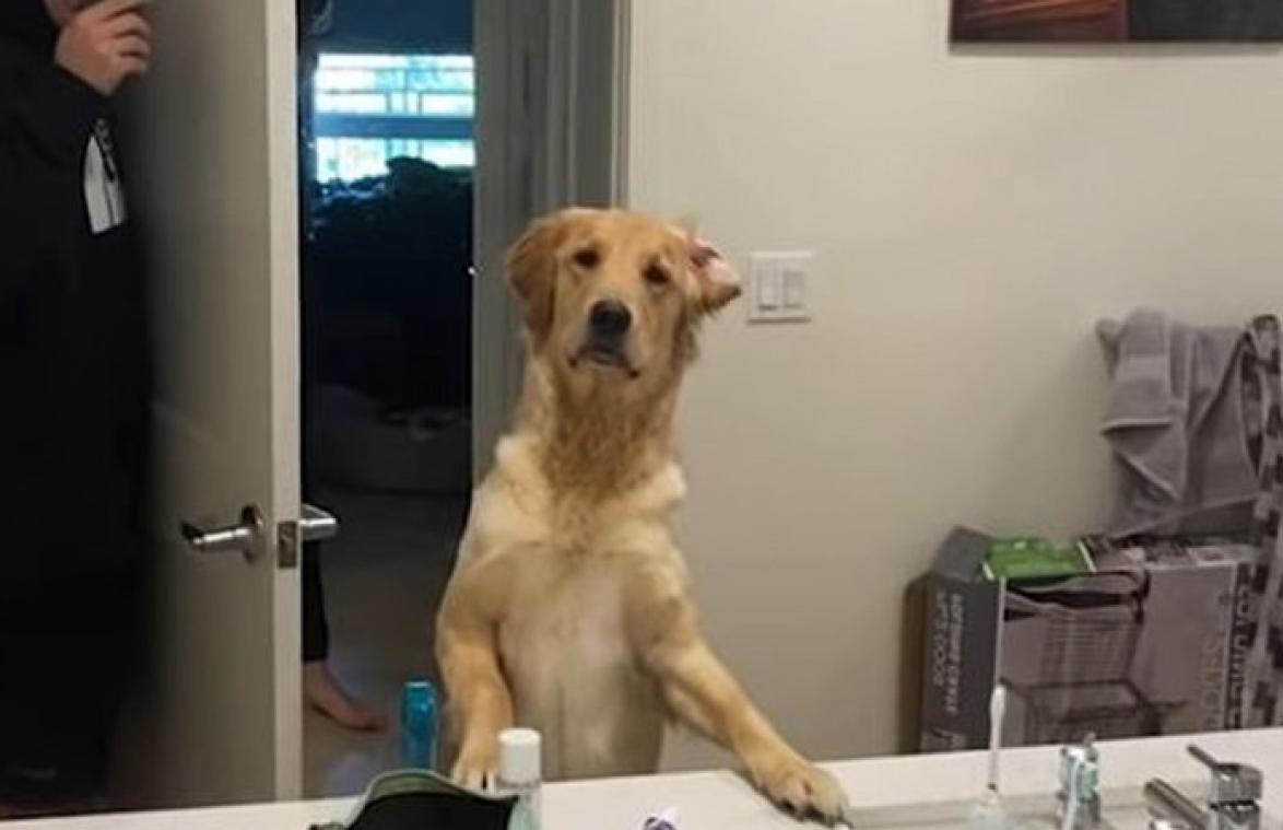 Hond speelt verstoppertje met baasje, maar raakt helemaal in de war door spiegel (video)