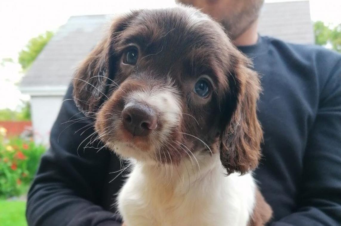 BIZAR. Ontvoerders verwijderen microchip in hond en stelen puppy's