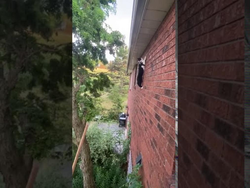 Kat komt vast te zitten in boom en doet dan dit (video)