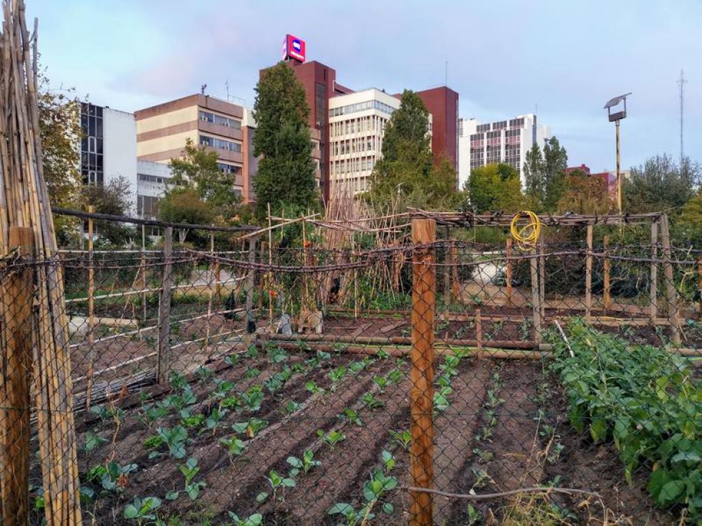 De hipste manier om een stad te ontdekken? Urban foraging!