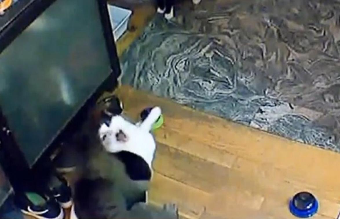 Kat wordt aangevallen door andere kat, maar zijn reactie is hilarisch! (video)