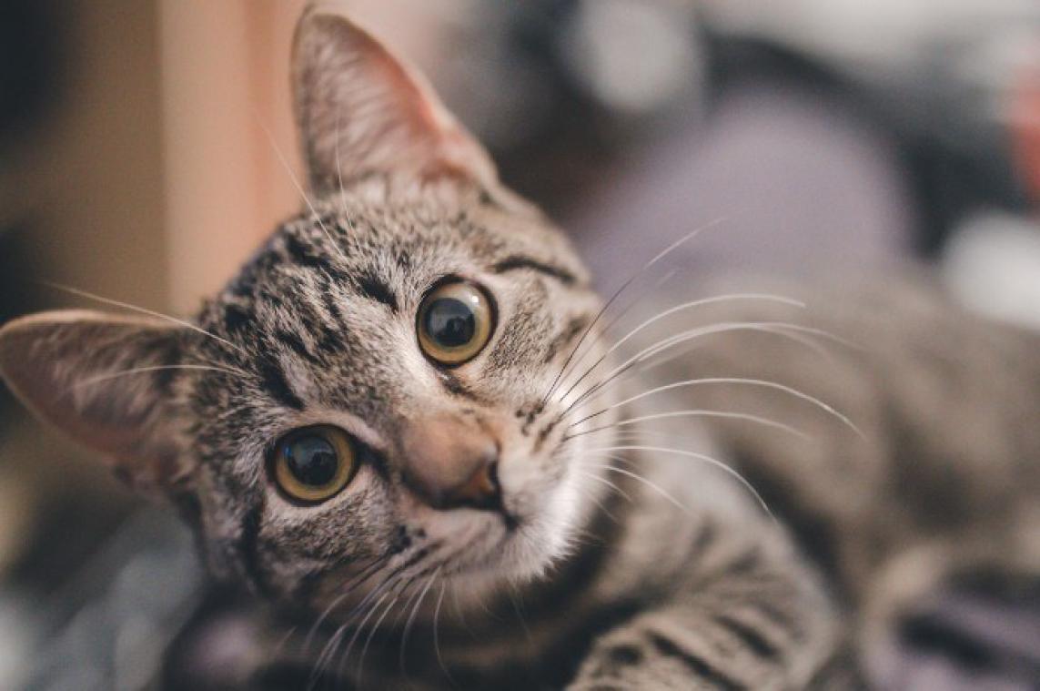 Dodelijke kattenziekte in Nederland: zo bescherm je jouw poes