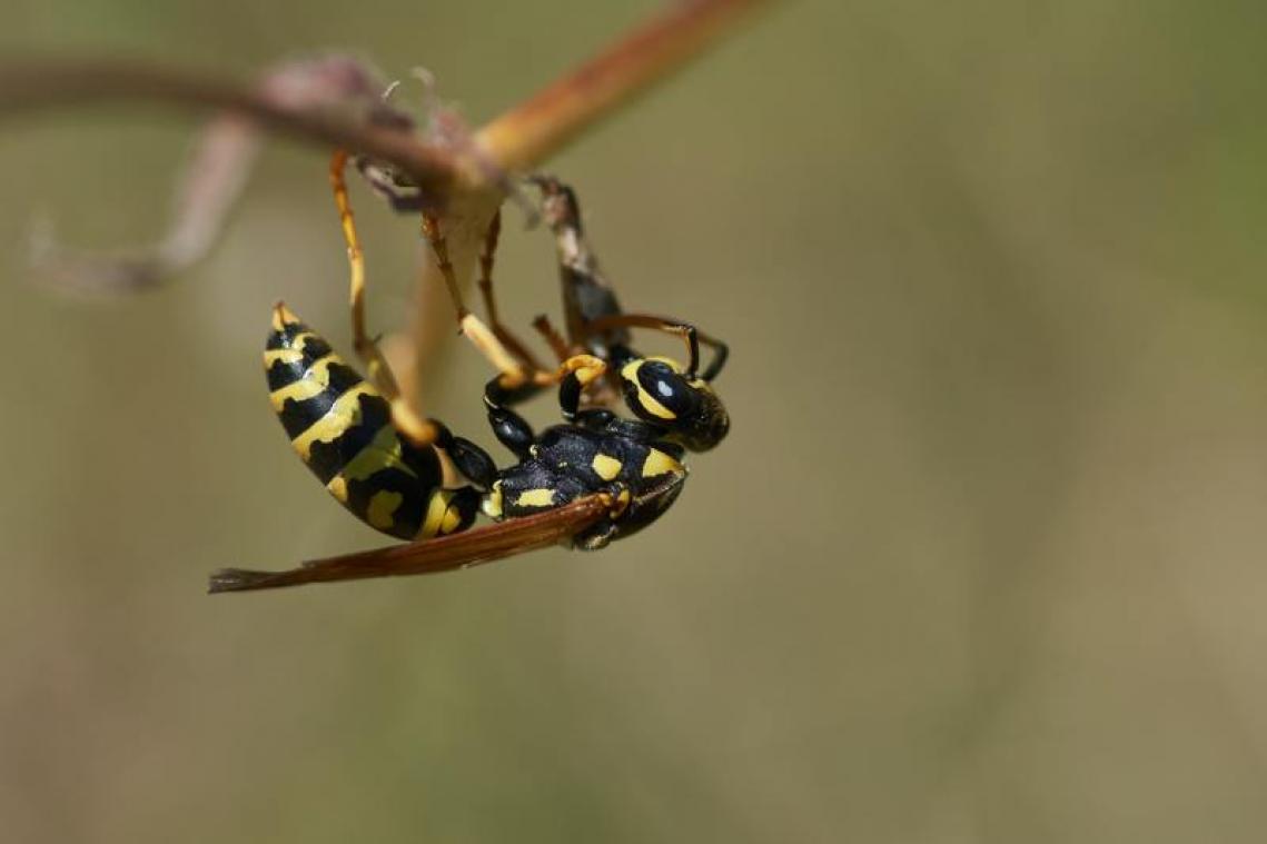 Vier tips om die irritante wespen weg te houden