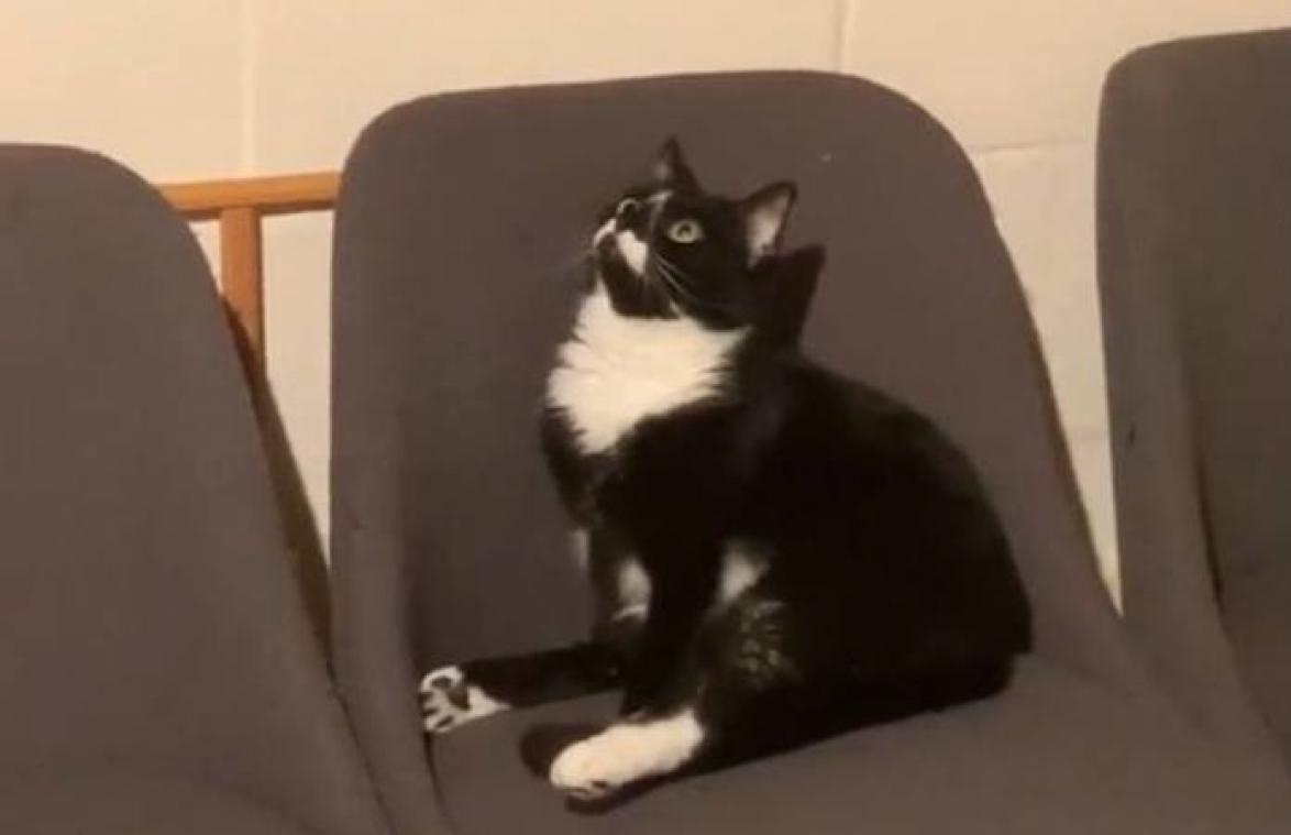 Kat heeft stiekem aan de catnip gezeten en is zo weg als een huis (video)