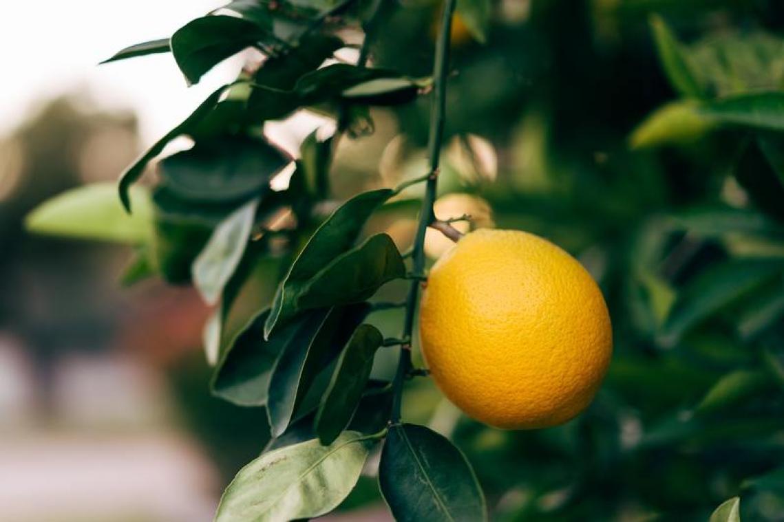 Adopteer eens een biologische appelsienboom