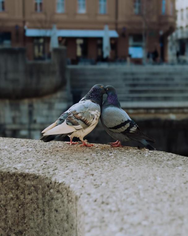 Vogelende duiven niet langer welkom in Mechelen