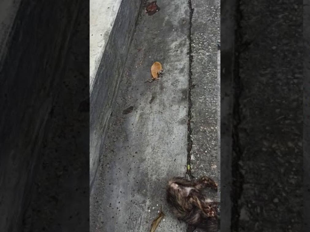 Kitten zit vast in blikje, maar dan duikt zijn redder in nood op (video)