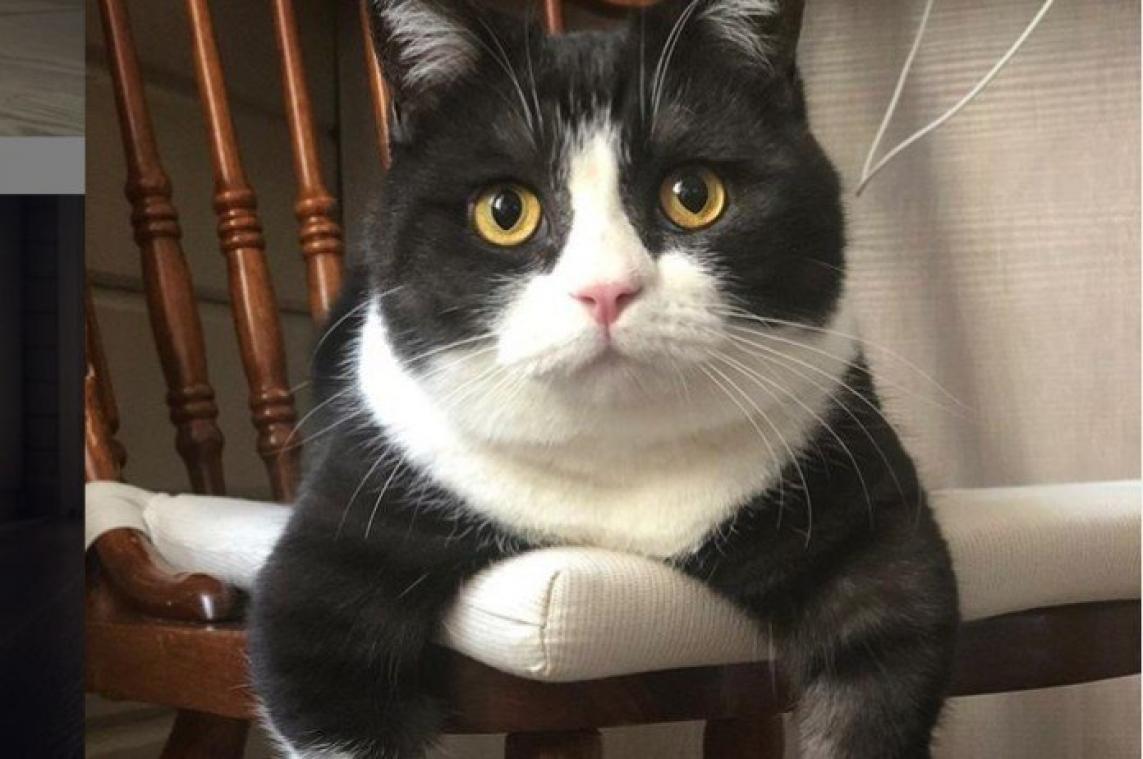 Kat met zéér korte pootjes is dé nieuwe instagram-ster